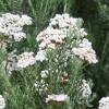 Ozothamnus rosmarinifolius
